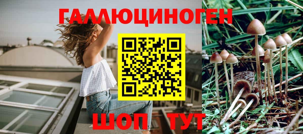 Псилоцибиновые грибы Cubensis  Галлюциногенные грибы Psilocybe  Вход с VPN  где найти наркотики  Черногорск 